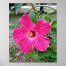 Suche nach hibiskus blumen poster Jede person
