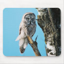 Suche nach graue eule mousepads Tier