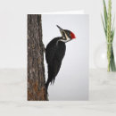 Suche nach specht karten Vögel