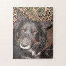 Suche nach husky puzzle Rätsel