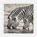 Suche nach zebras magnete Tiere