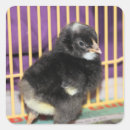 Suche nach vieh aufkleber Huhn