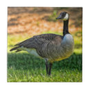 Suche nach gans fliesen Wasservögel