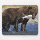 Suche nach grizzlybären mousepads Alaska