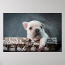 Suche nach french bulldog poster Hund