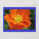 Suche nach mohnblüte horizontale postkarten Orangefarbene blume