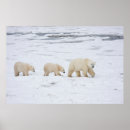 Suche nach weibchen poster Superstock