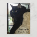 Suche nach merlin postkarten Katze