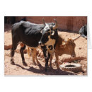 Suche nach milchkuh karten Kalb