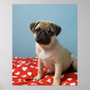 Suche nach pelze poster Mops