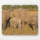Suche nach stoßzahn mousepads Fauna