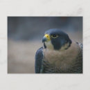 Suche nach falke postkarten Raubvogel
