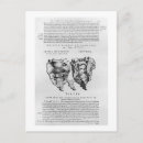 Suche nach bedingungen postkarten Vesalius