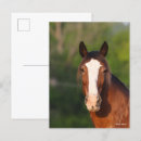 Suche nach clydesdales postkarten Rasse