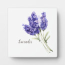 Suche nach lavendel fotoplatten Blume