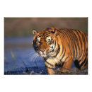 Suche nach wender poster Tier