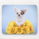 Suche nach lustiger welpe mousepads Chihuahua