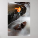 Suche nach tannen poster Umwelt