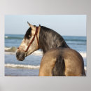 Suche nach stallion poster Meer
