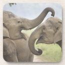 Suche nach asiatischer elefant untersetzer Fauna