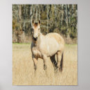 Suche nach tierbild poster Pferdefotografie