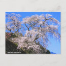 Suche nach japanischer kirschbaum postkarten Für alle