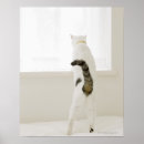 Suche nach katze im fenster poster Tier