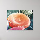 Suche nach algen leinwandbilder Biologie