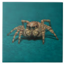 Suche nach spider fliesen Einzigartig