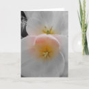 Suche nach weiße tulpen karten Rosa