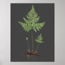 Suche nach unkraut pflanze poster Botanisch