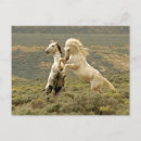 Suche nach hengste postkarten Ranch