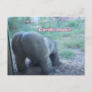 Suche nach gorilla postkarten Für alle