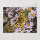 Suche nach aster blume postkarten Jede person