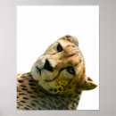 Suche nach leopard kunst Jedes kind