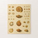 Suche nach mollusken Antike