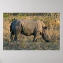 Suche nach säugetier poster Rhino