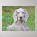 Suche nach weimaraner poster Jagd