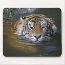 Suche nach sumatran mousepads Wild lebende tiere