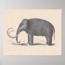 Suche nach mammuts poster Elefant