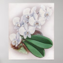 Suche nach orchidee phalaenopsis poster Natur
