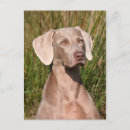 Suche nach weimaraner hund postkarten Hunde