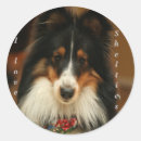 Suche nach sheltie aufkleber Welpe