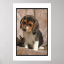 Suche nach beagles poster Welpe