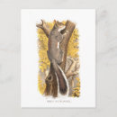 Suche nach graues eichhörnchen postkarten Wald