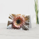 Suche nach gerbera blume karten Für alle