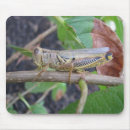Suche nach heuschrecke mousepads Insekten
