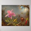 Suche nach vintage kolibris poster Orchideen