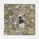 Suche nach kleiner schmetterling magnete Natur