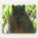 Suche nach eichhörnchen mousepads Fotos